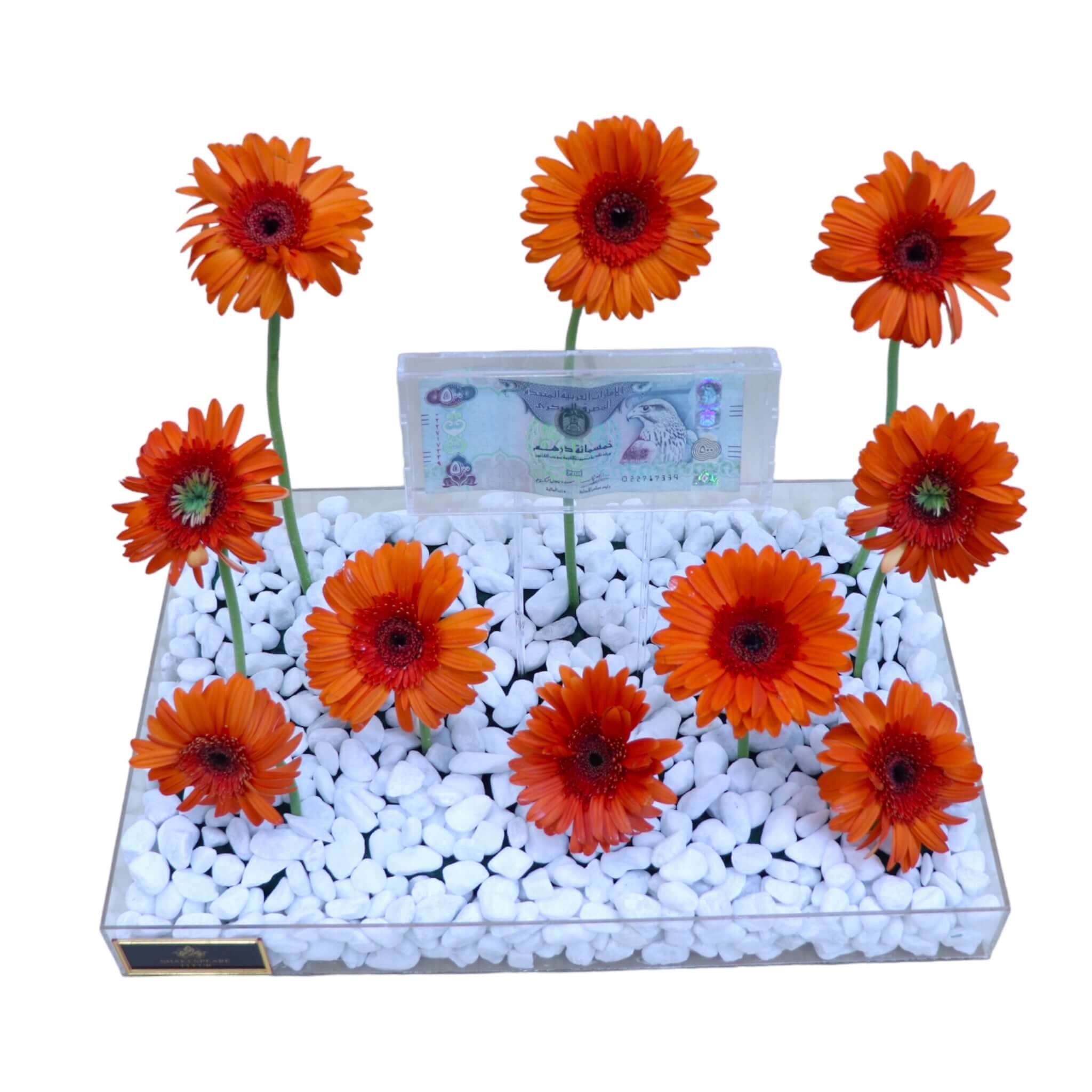 GERBERA MONEY 509