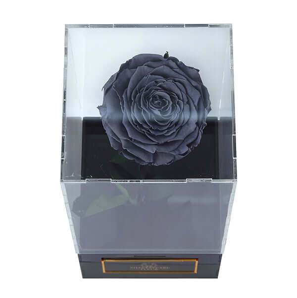 Infinity Black Rose Single