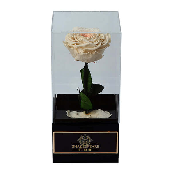 Infinity Peach Rose Single
