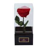 Infinity Red Rose Single