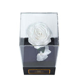 Infinity White Rose Single