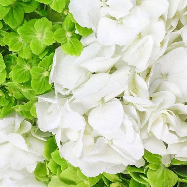 Simply Lush Hydrangea Centerpiece