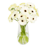 White Gerbera in Glass Vase