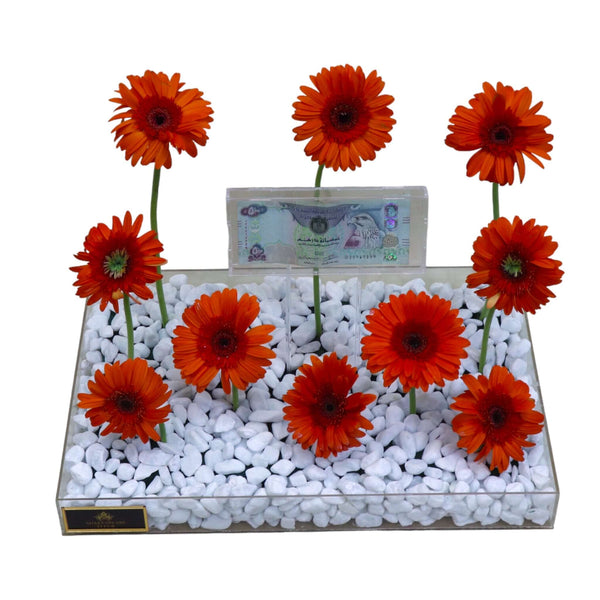 جيربيرا موني 509