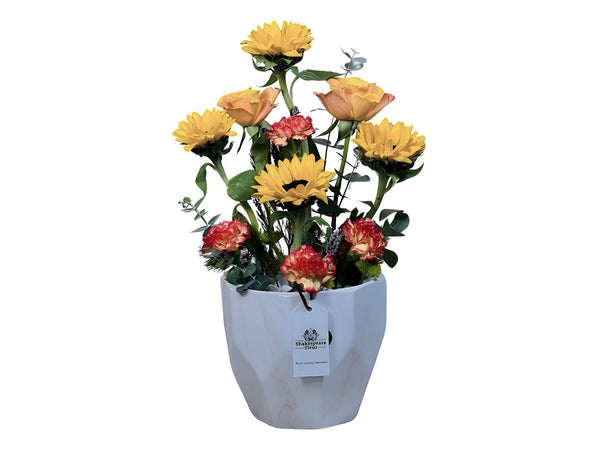 فرقة بلوسوم فيوجن