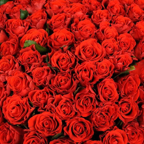 100 Red Roses Bouquet - Perfect for Same-day Delivery in Dubai