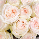Bouquet of 25 White Ohara Roses