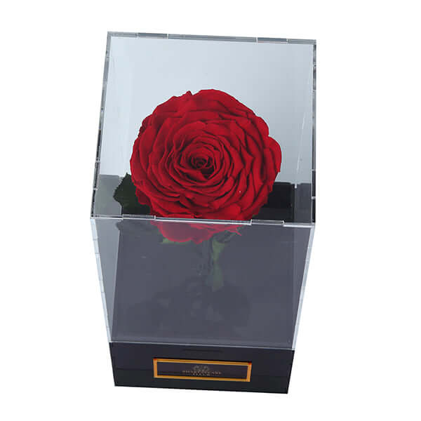 Infinity Red Rose Single