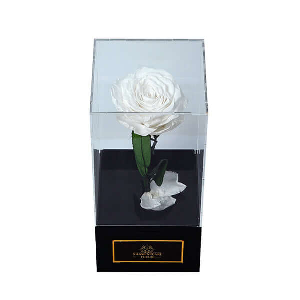 Infinity White Rose Single