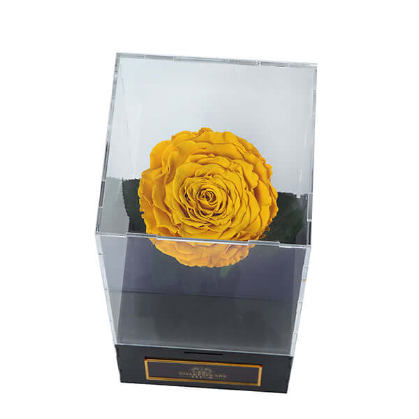 Infinity Yellow Rose Single