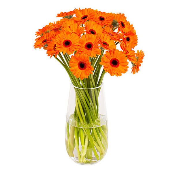 Orange Gerbera in Glass Vase
