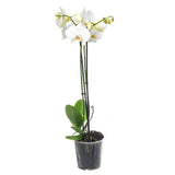 White Phalaenopsis Orchid Plant Double Stem