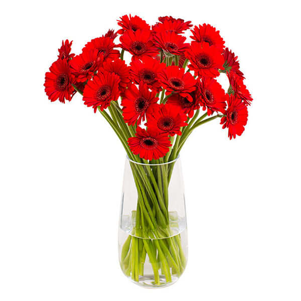 Red Gerbera in Glass Vase