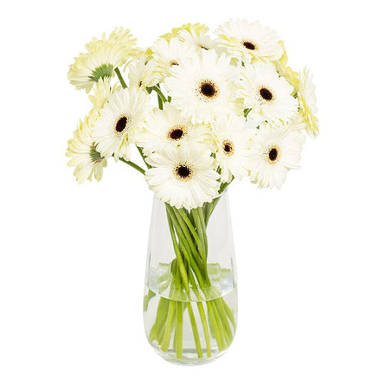 White Gerbera in Glass Vase